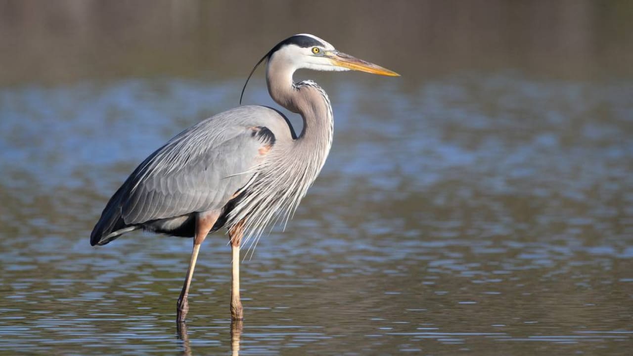 A Wading Bird standing in the water