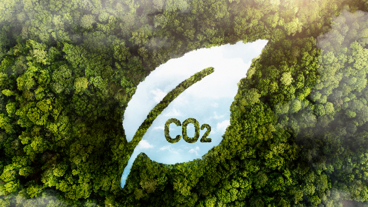 View of green forest trees with co2