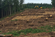 How Does Deforestation Affect Climate Change