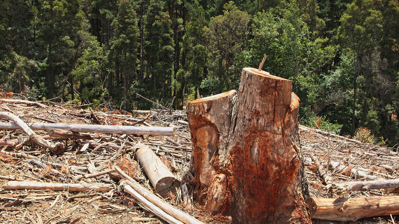 The forest is surrounded by tree stumps which is clearly shows that how deforestation affect climate change 