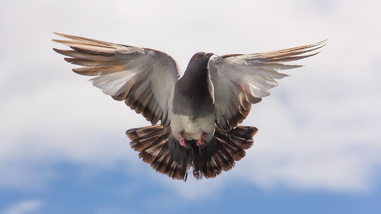 a pigeon's midair click while it has food in its beak