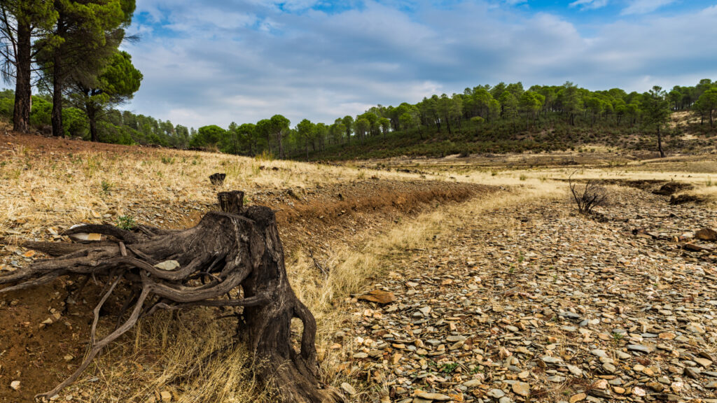 Tree roots in the dry field is also because deforestation affect climate change