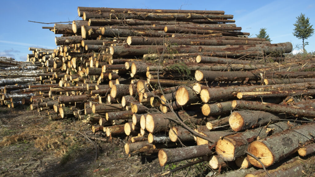 Freshly cut logs