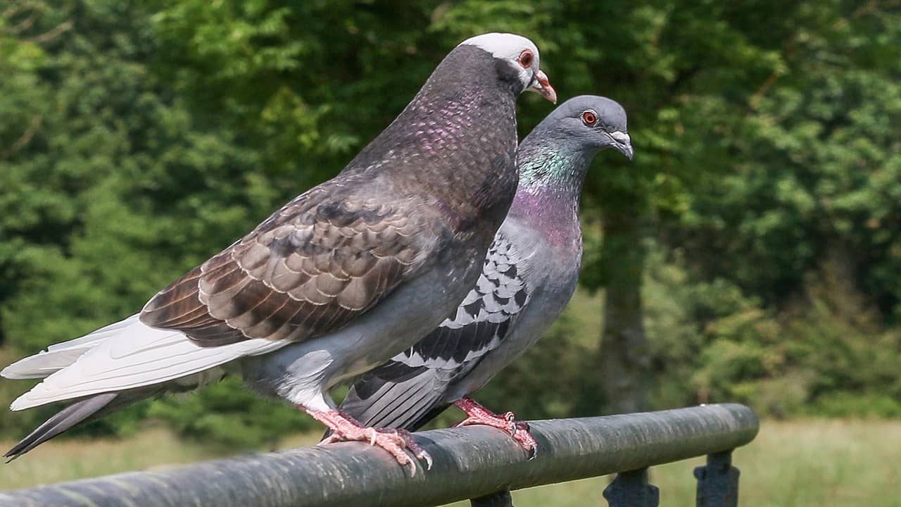 a pigeon couple is sitting on an iron pipe in city