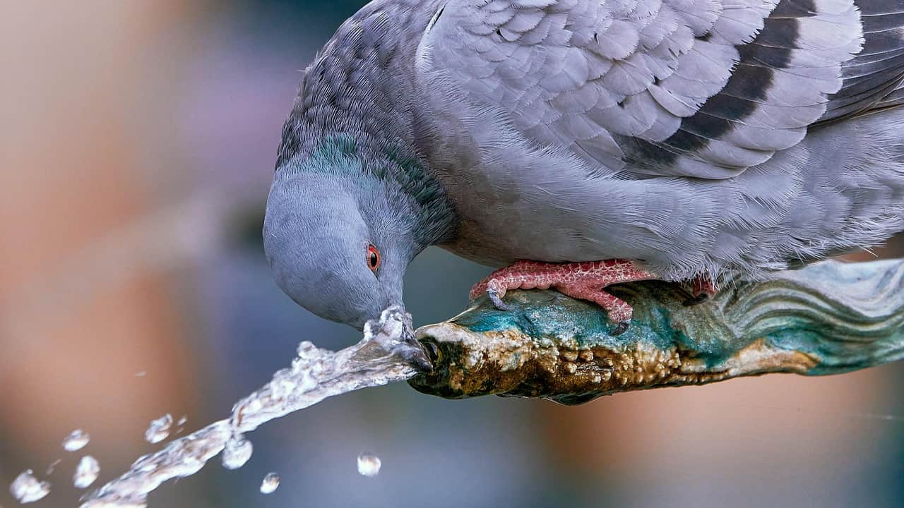 a pigeon is drinking water from a fountain
