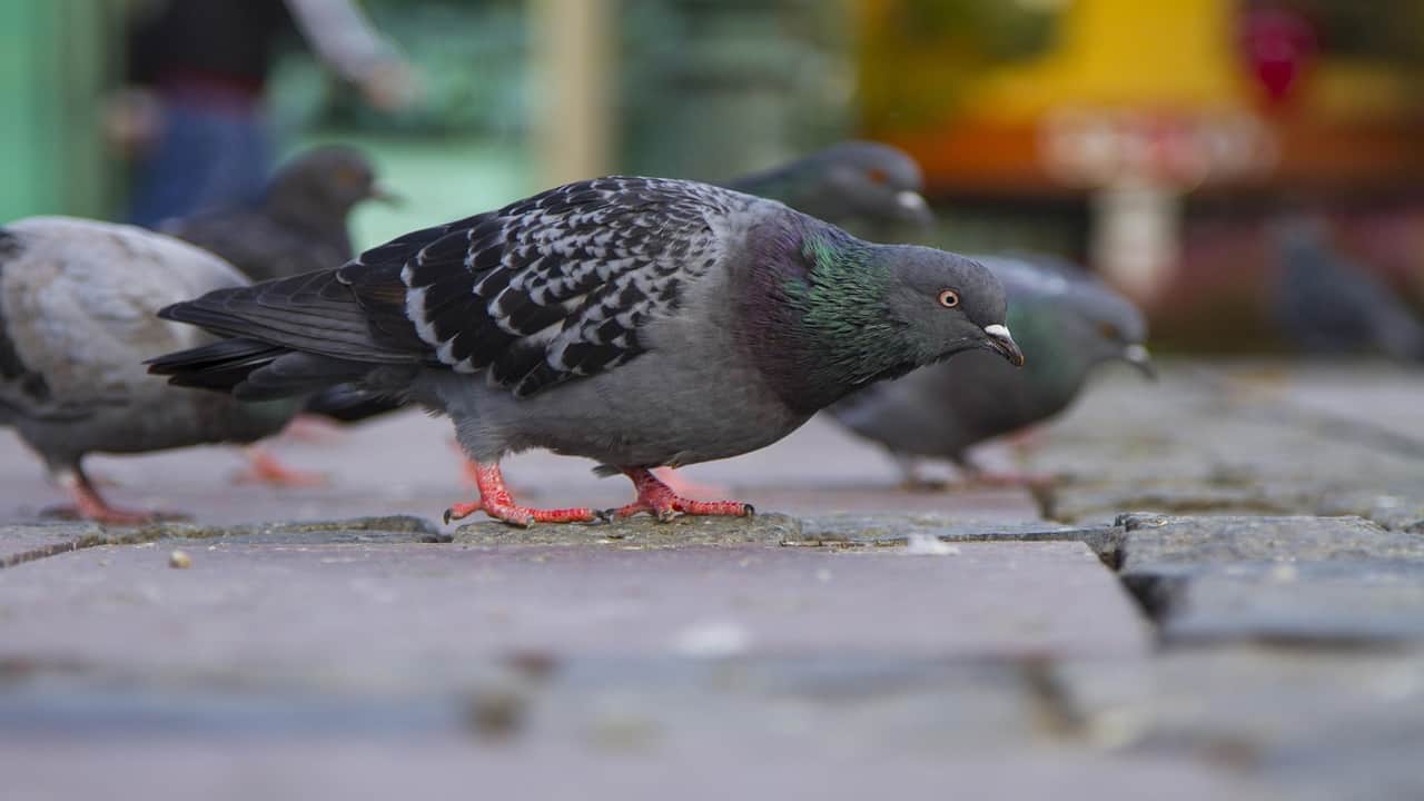 a pigeon is eating food from the ground