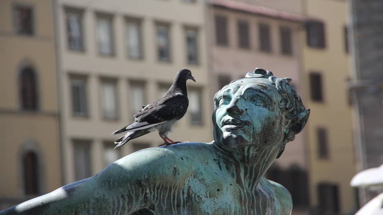 a pigeon is sitting on the status looking at it