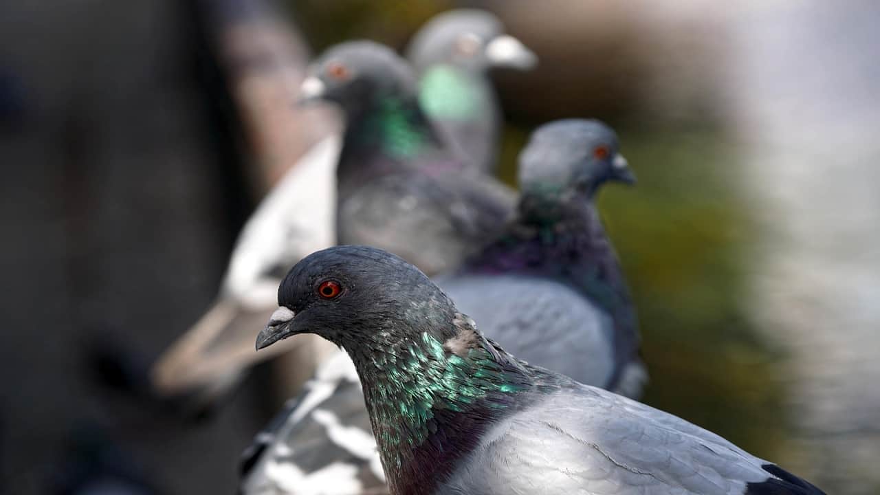 pigeons sitting in a row closeup click