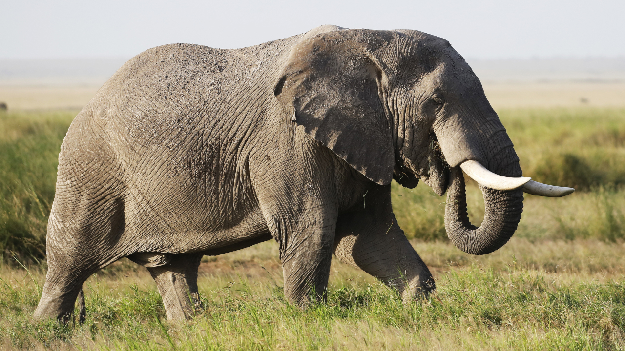 A side view of an elephant in the wild