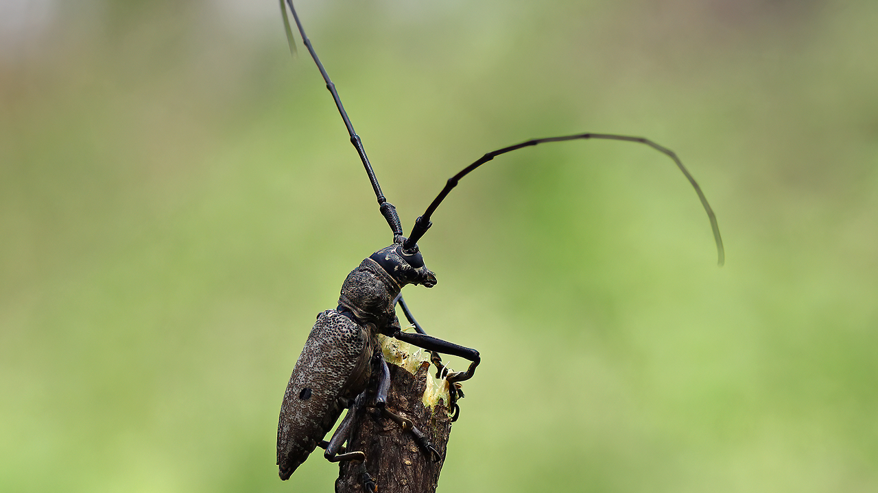 An assassin bug, listed among the most dangerous animals, is sitting