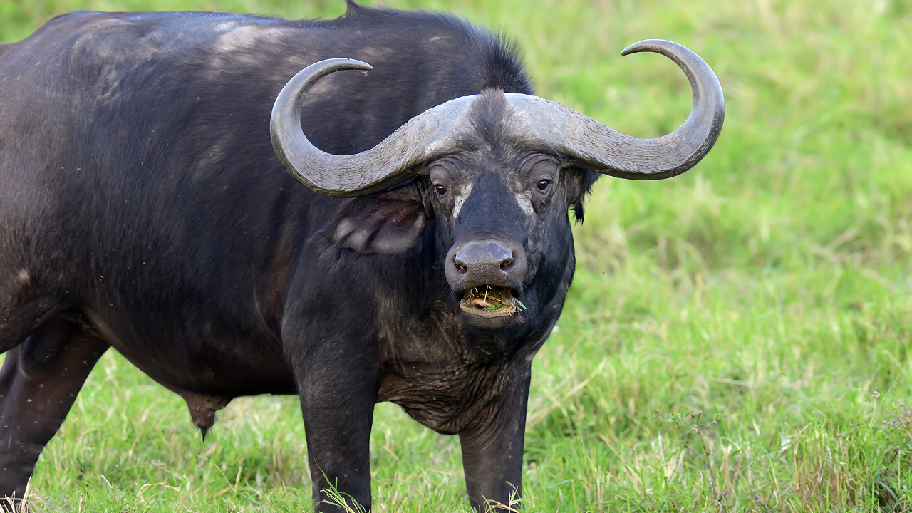 A Cape buffalo standing in the grass