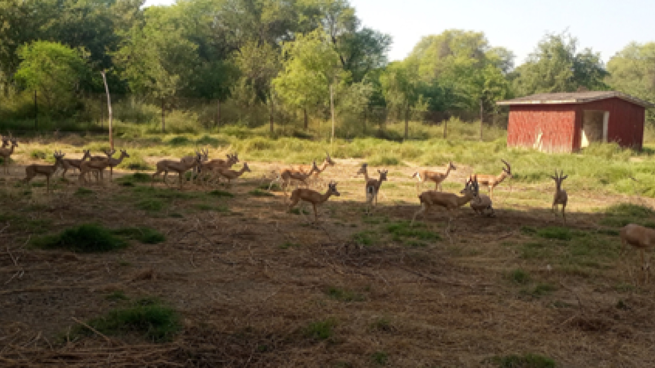A group of deers in a safari