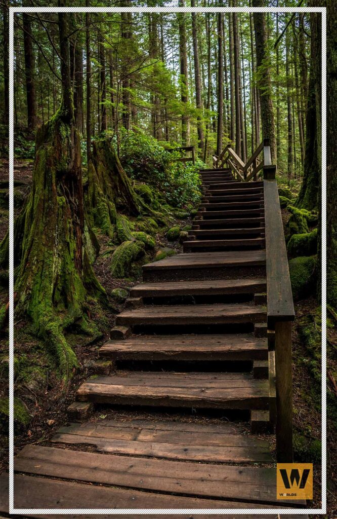 Towering ancient cedar trees rise into misty air