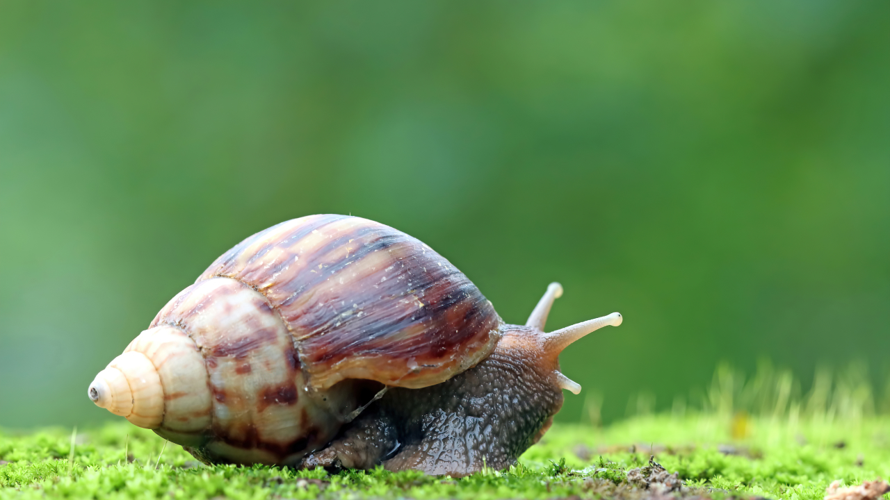 A snail sitting on the grass, which is one of the most dangerous animals in the world