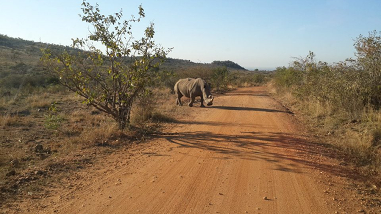 A safari picture featuring an elephant standing, a perfect spot for solo travel