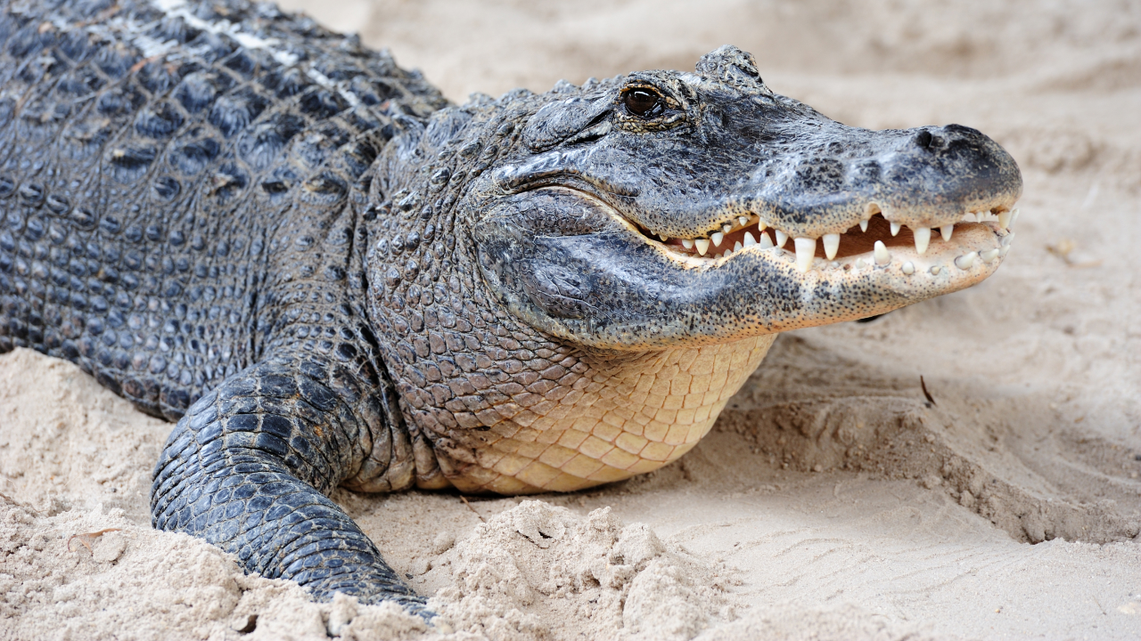 A close-up of an alligator on sand