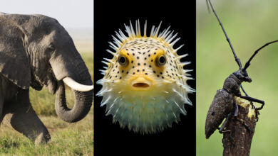 The Most Dangerous Animals in the World