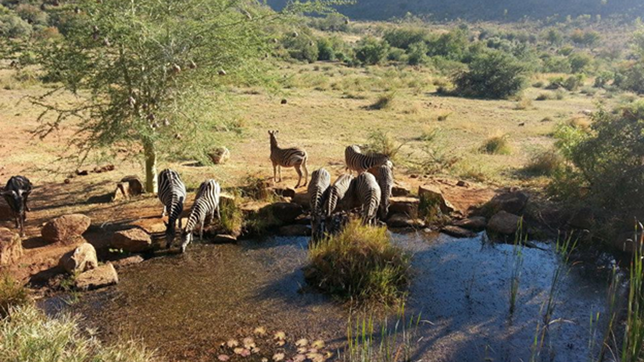 A group of zebras on a safari, which is a great destination for solo travel