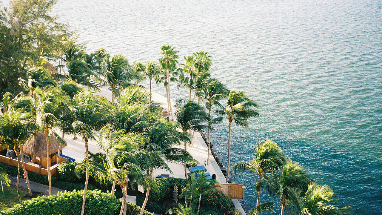 View of tall palm trees along with ocean in Miami, Florida