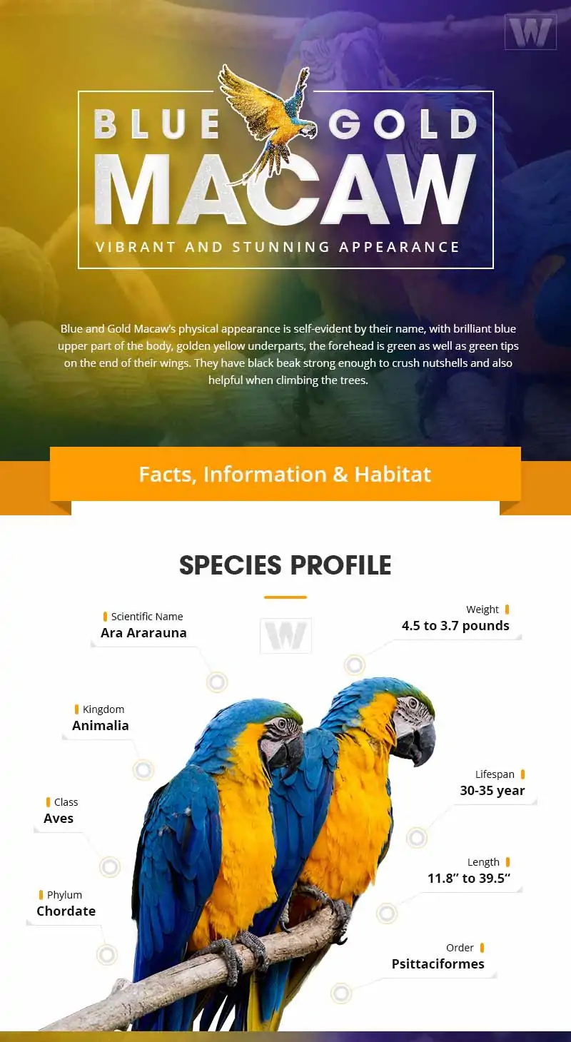 Blue and Gold Macaw Infographic