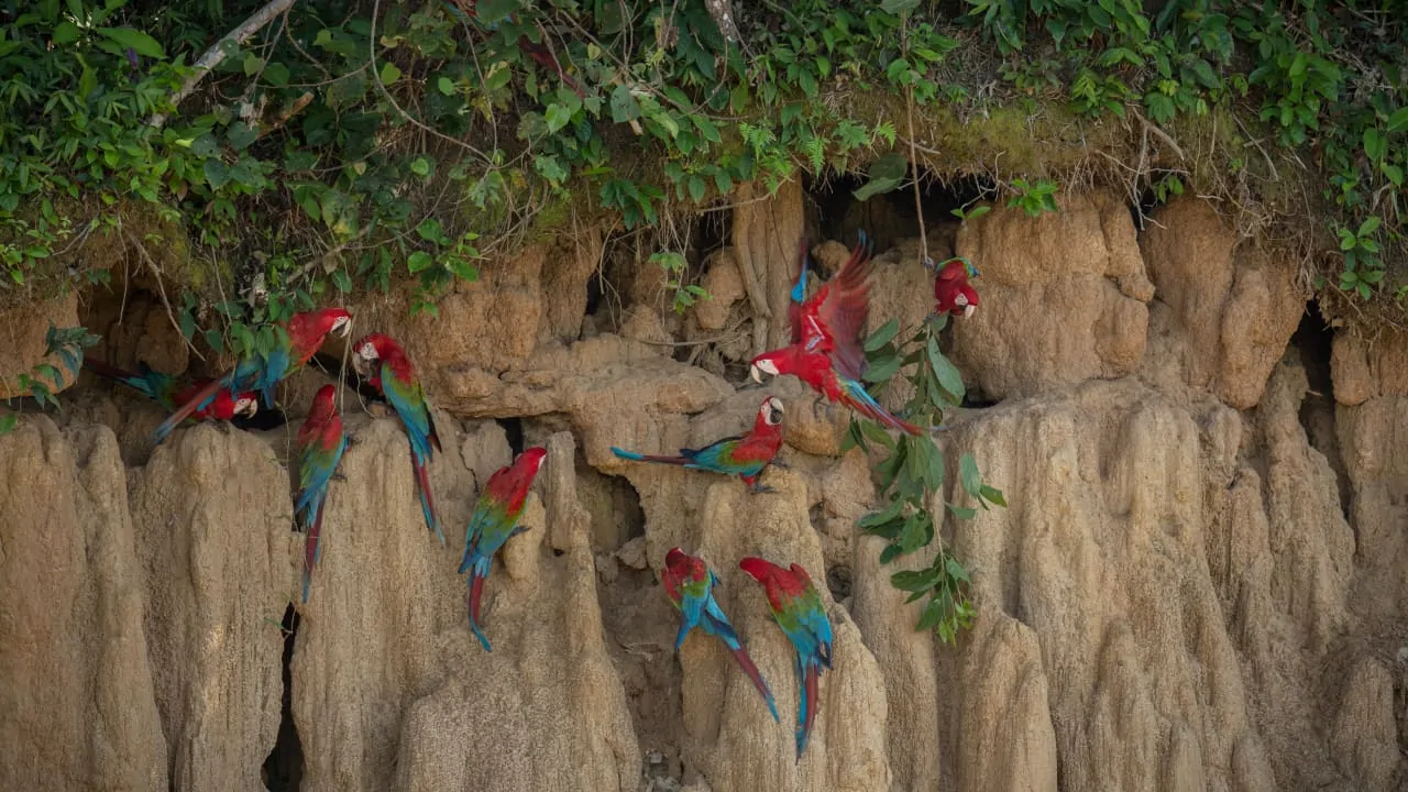 A group of colorful macaws