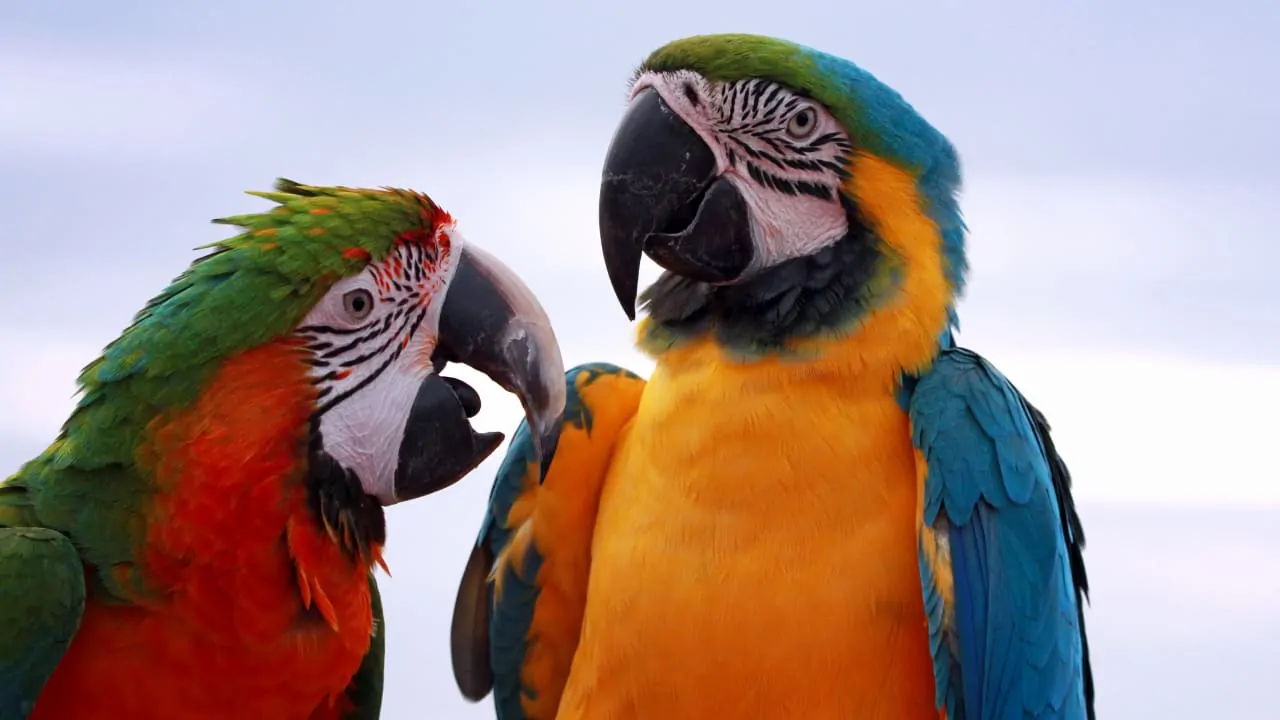 Closeup of two macaw parrots
