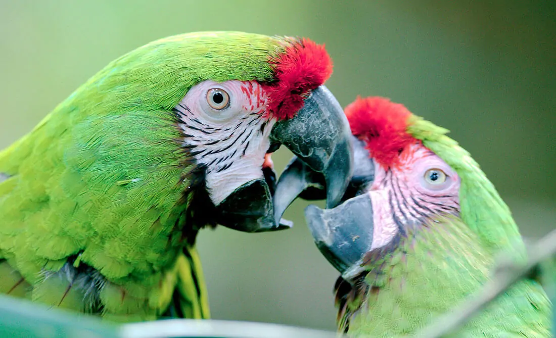 Military Macaw History