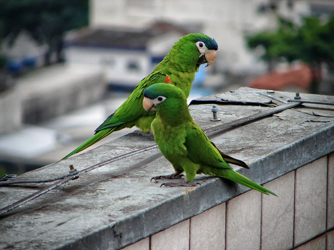 Red Shouldered Macaw