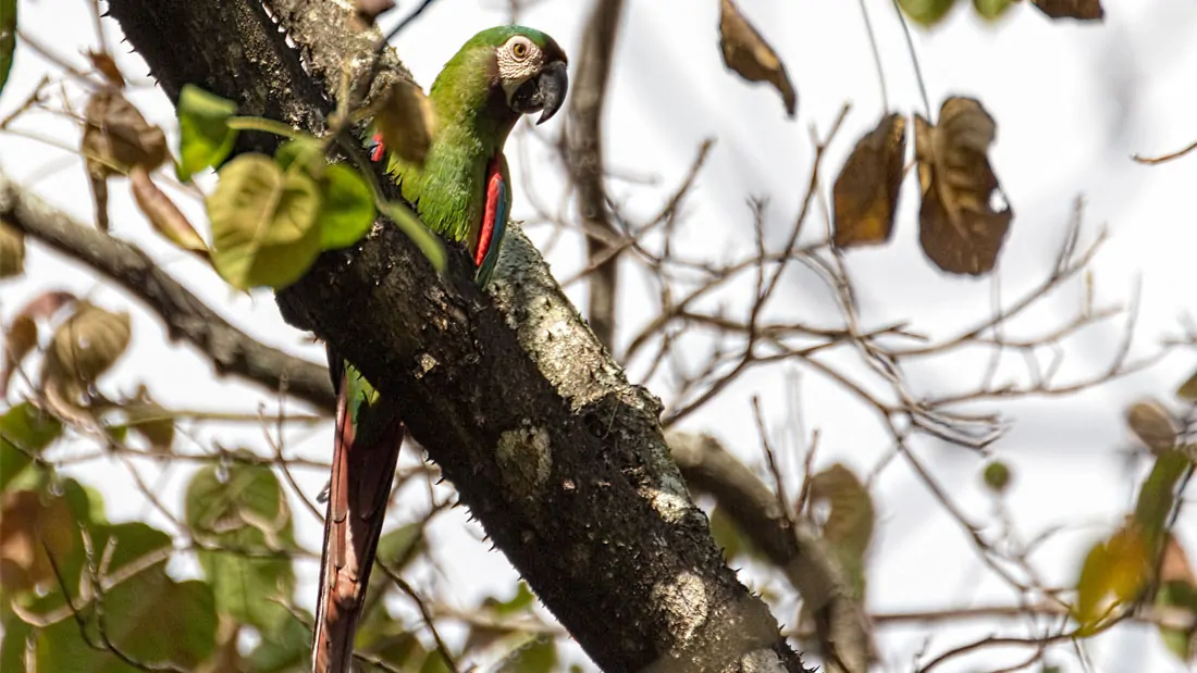 Chestnut fronted Macaw