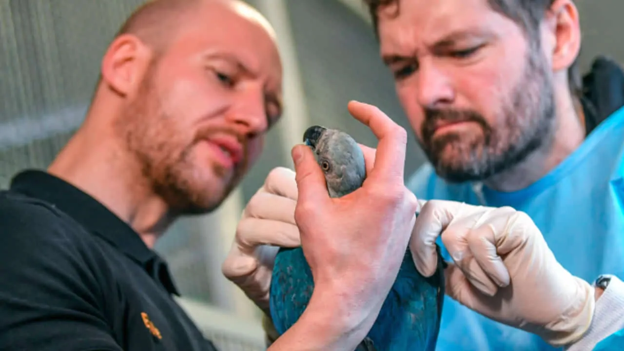 blue macaw is being inspected by experts