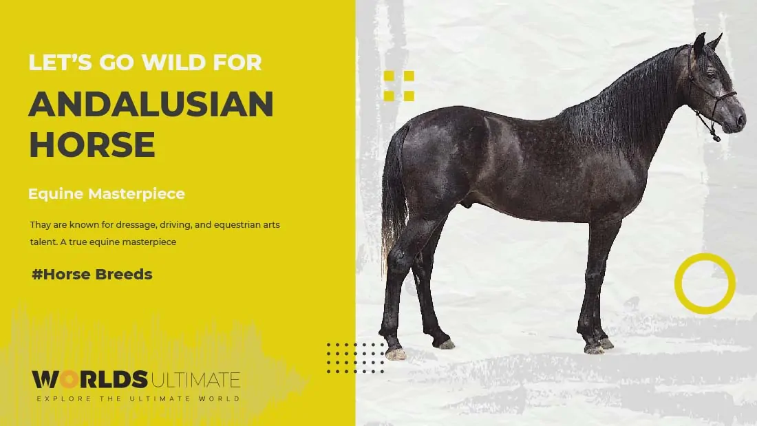 Andalusian stallion used in bullfights