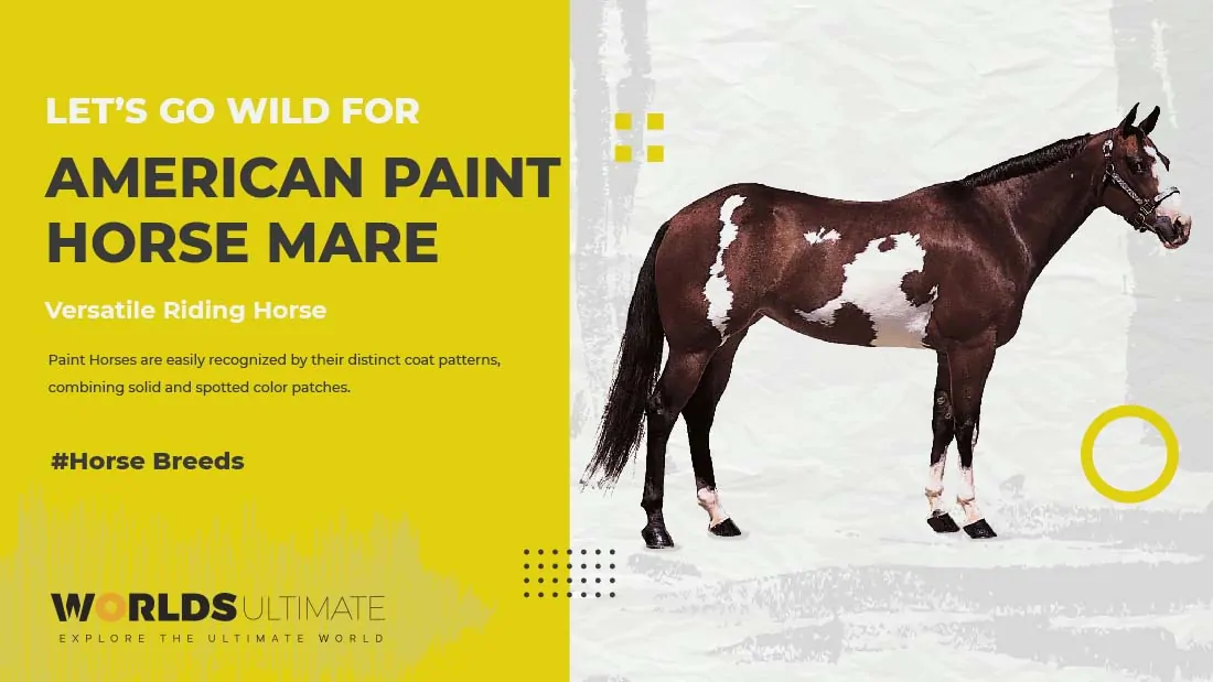 American Paint riding horse