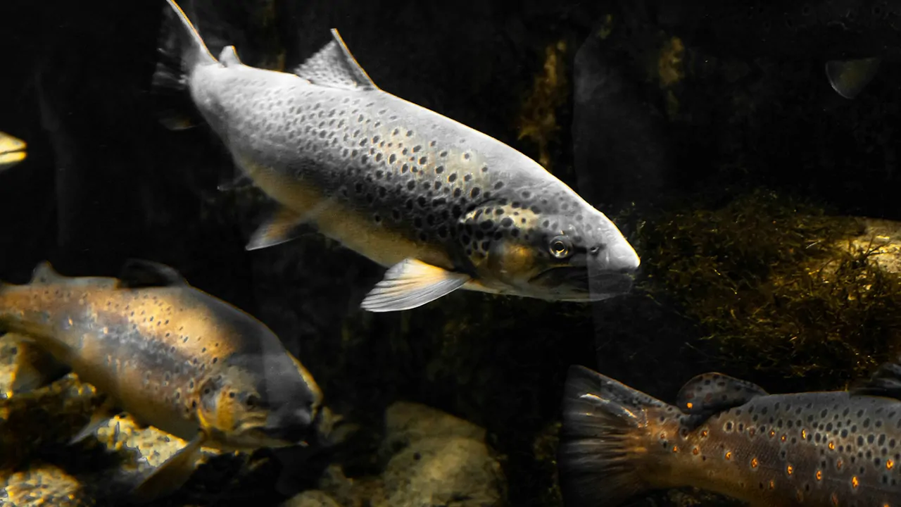 Speckled Trout blending into rocks under water