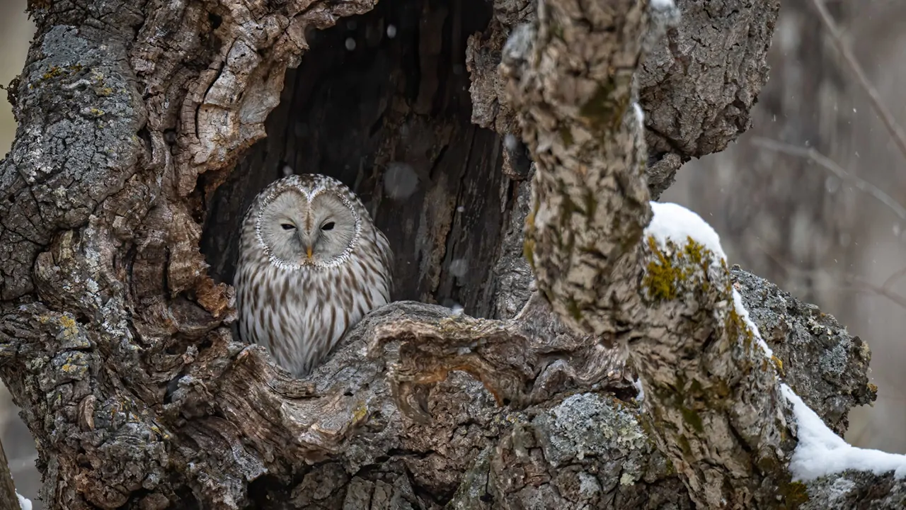 Eastern Screech Owl cloak its prey by hiding in tree