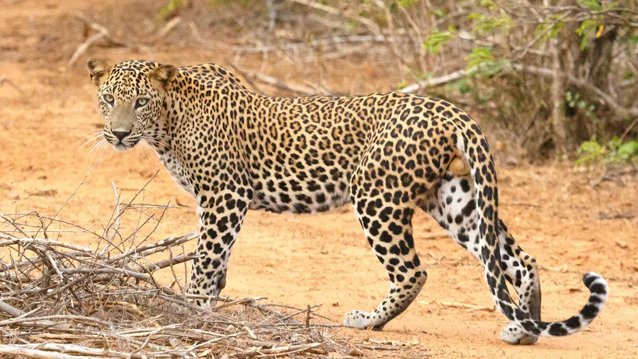 Leopard with a knot structure body can disguise in woody regions easily