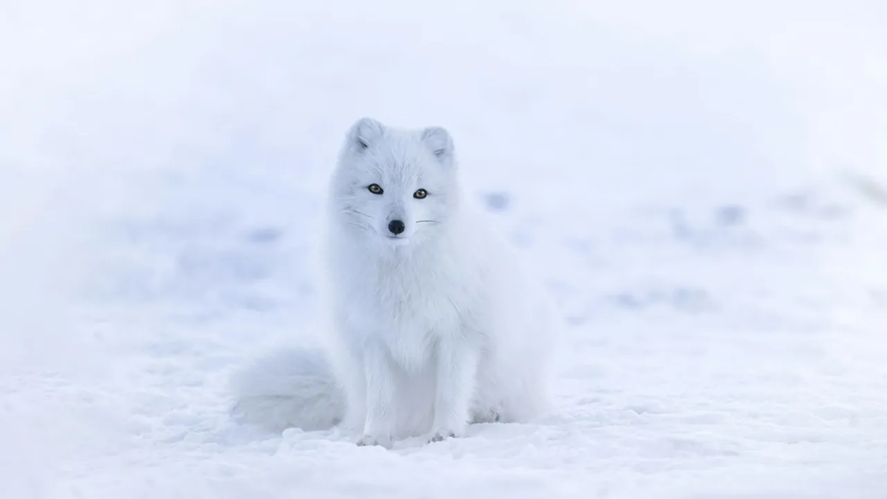 Arctic Fox is and animal that camouflage by turning fur according to winter snow