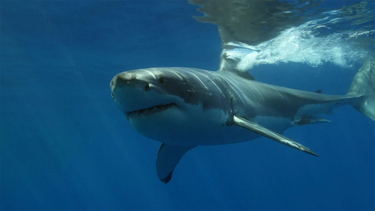Great white shark hides because of a balanced surface color and disguise people