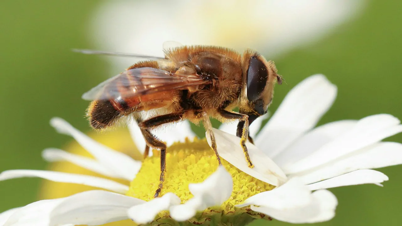 Hoverflies are similar to bees and wasps