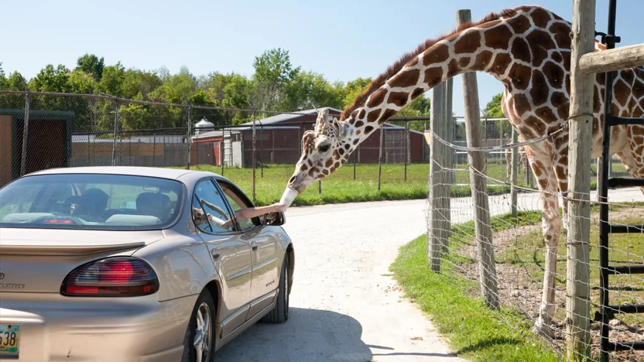 A man is sitting in a car, feeding a giraffe at the African Safari Wildlife Park
