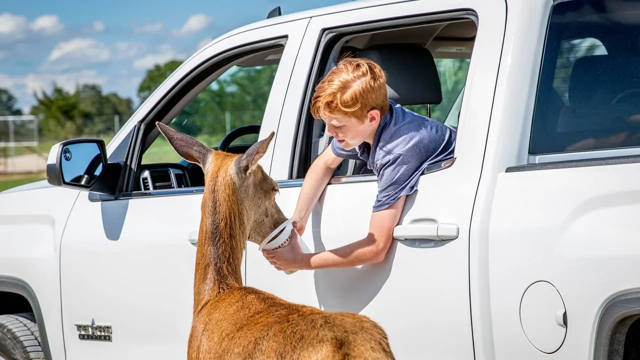 A boy is feeding some food to an animal from the car window