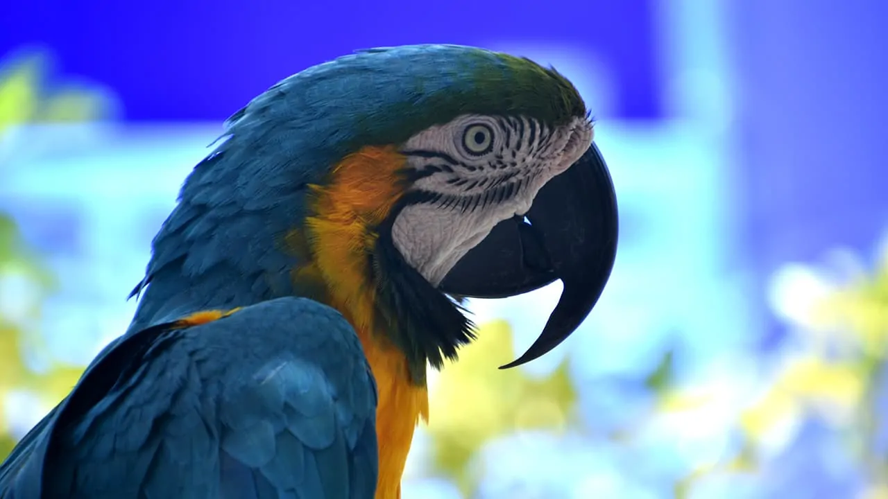 beautiful blue and gold macaw with hooked beak