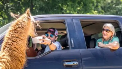 Drive-thru Safari