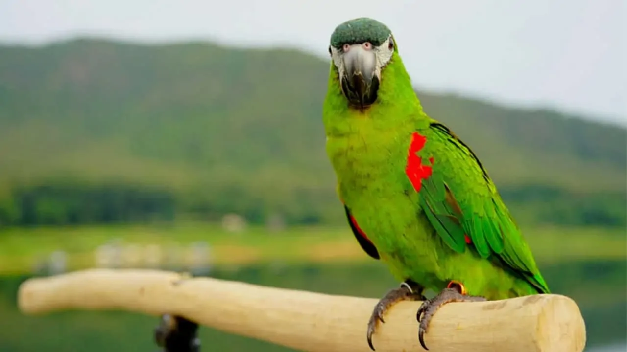 A beautiful picture of hahns macaw