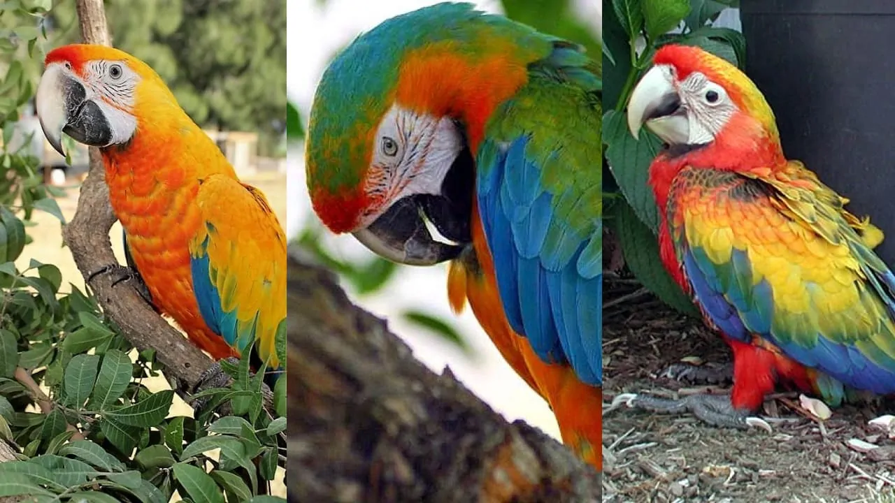 A picture featuring three different hybrid macaws