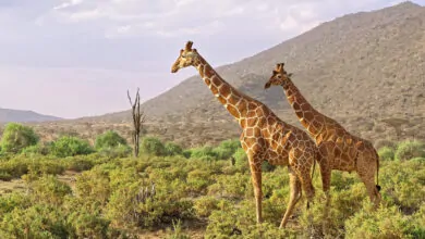 Kenya national parks