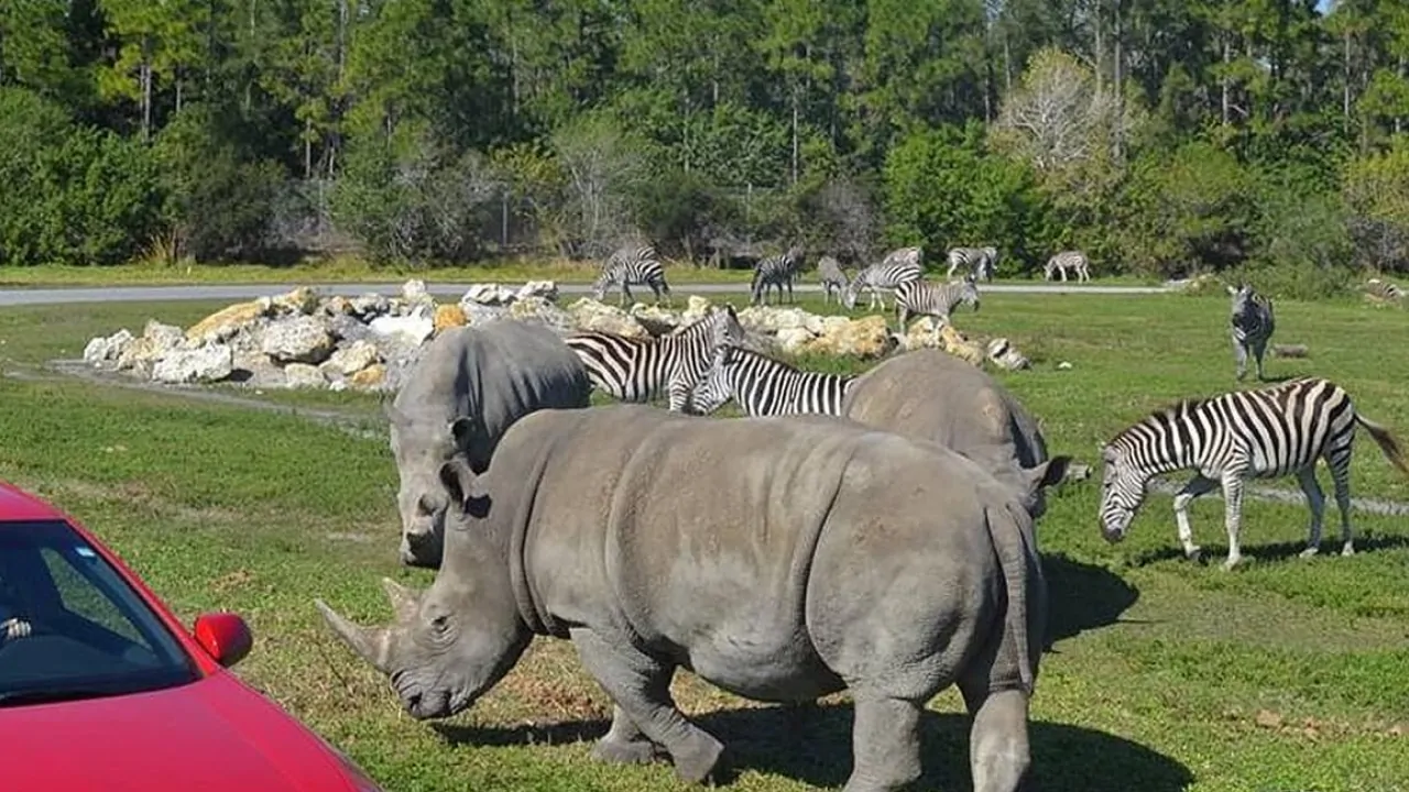 Rhinos and zebras are grazing on grass in a safari