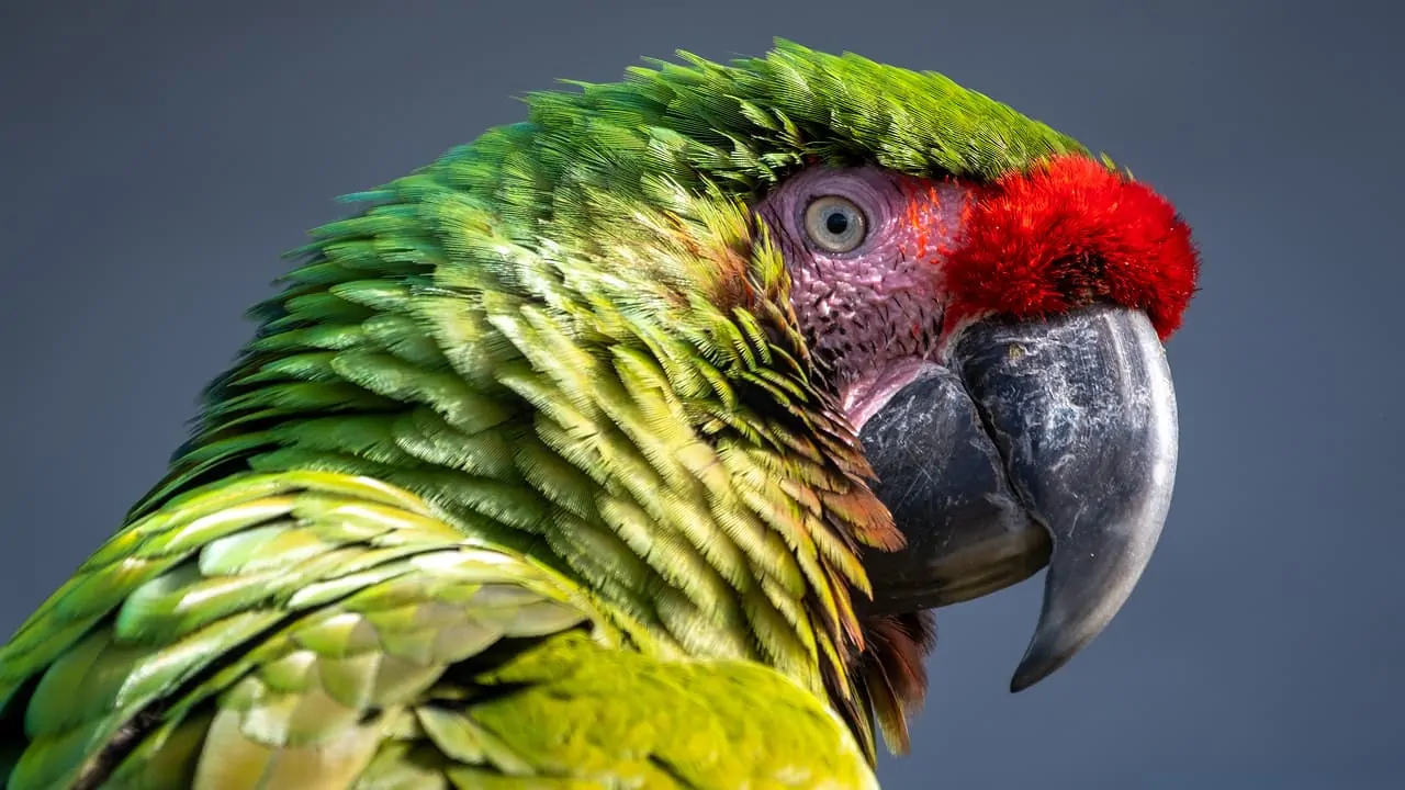 Close up of a Military macaw with colorful feathers and grey background