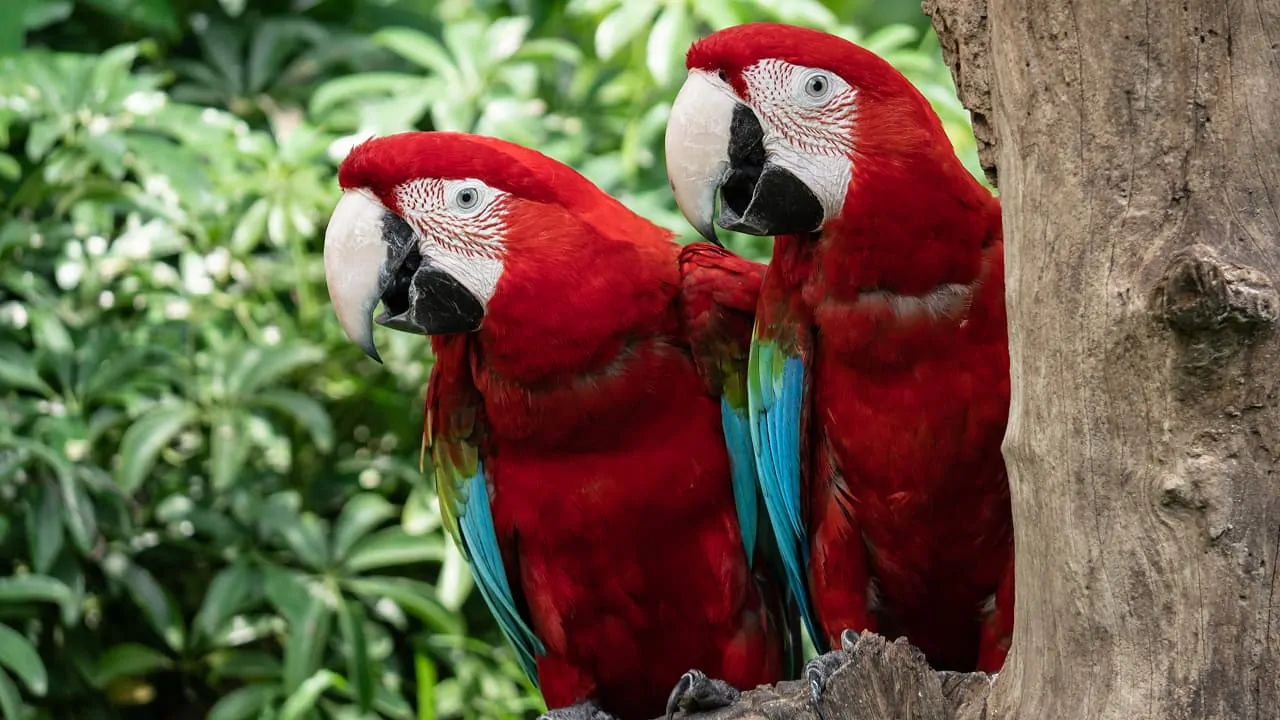 A pair of red macaws is sitting on a tree branch