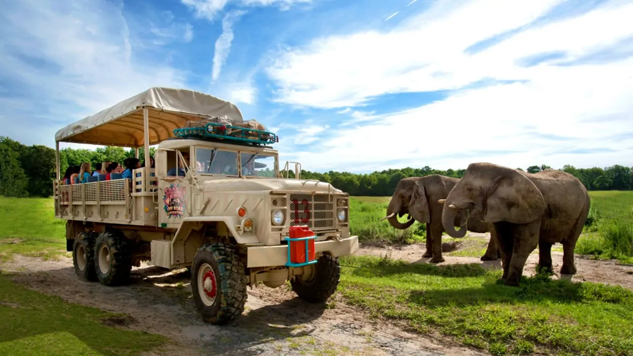 A tour bus filled with tourists, was enjoying the view of an elephant at Six Flags Wild Safari