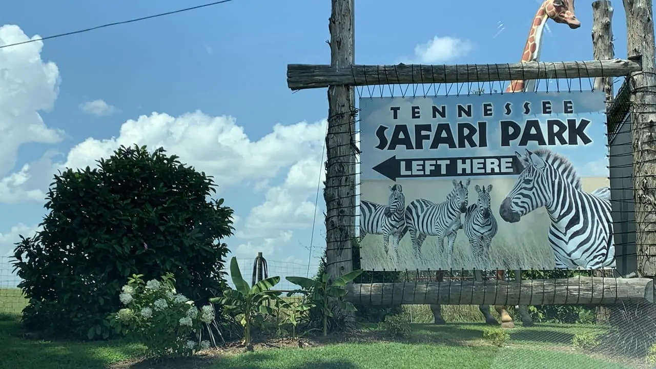 A beautiful borad of Tennessee Safari Park